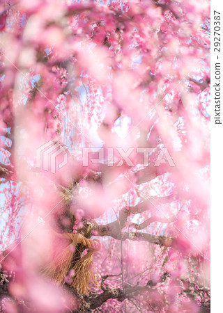 Suzuka no Mori Garden The weeping plum 29270387