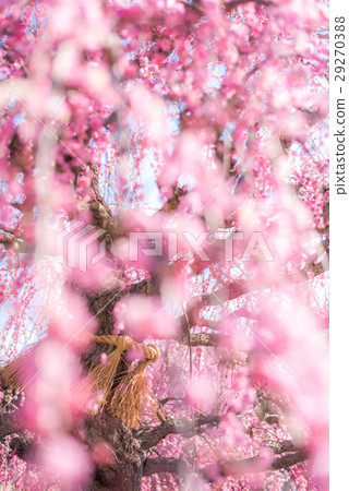 Suzuka no Mori Garden The weeping plum 29270388