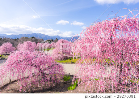 Suzuka no Mori Garden The weeping plum 29270391