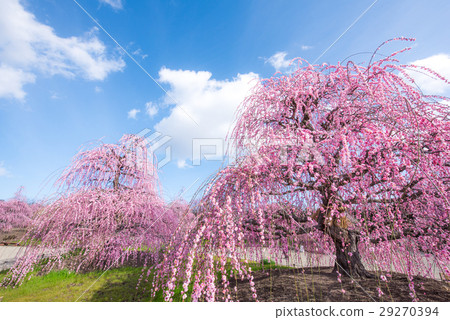 Suzuka no Mori Garden垂柳 Suzuka no Mori Garden垂柳 29270394