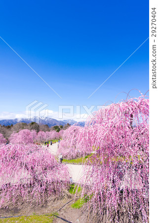 Suzuka no Mori Garden垂柳 Suzuka no Mori Garden垂柳 29270404