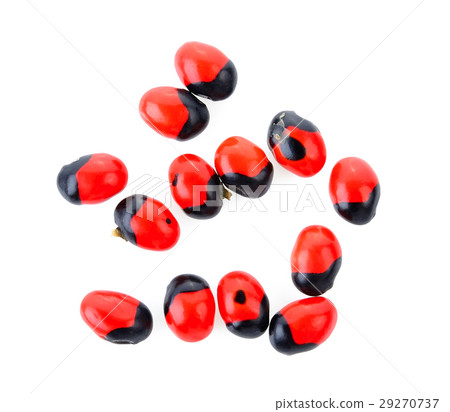 Jequirity on white background Jequirity on white background 29270737