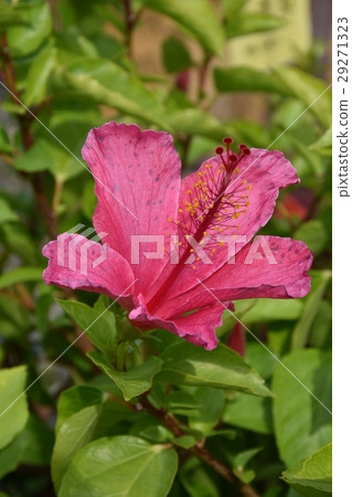 花,花卉,鮮豔,各式各樣,美,蜜蜂,蝶,近攝,杜鵑花 29271323