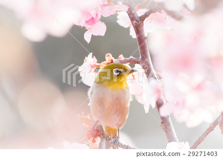 Kawazu cherry tree and mezzo 29271403