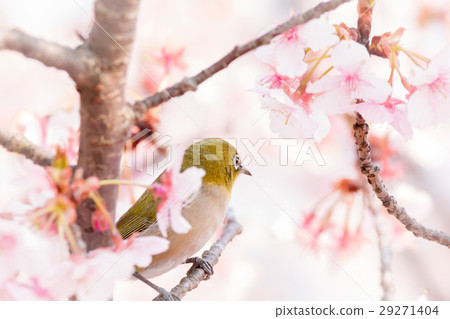 Kawazu cherry tree and mezzo 29271404