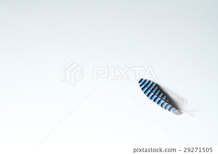 Feather of a wig 29271505