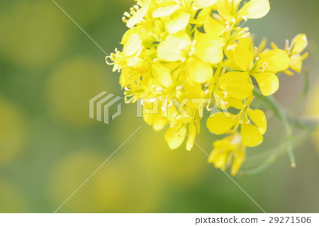 Rape blossoms 29271506