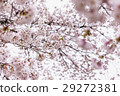 馬事公園的櫻花 29272381