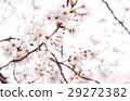 馬事公園的櫻花 29272382