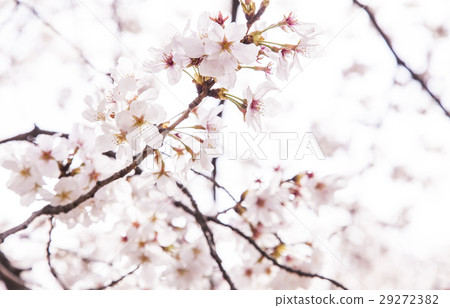 馬事公園的櫻花 馬事公園的櫻花 29272382