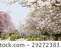 馬事公園的櫻花 29272383