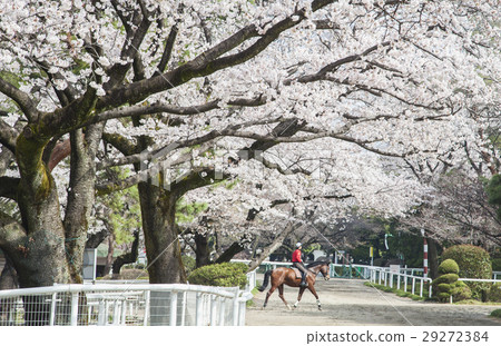 馬事公園的櫻花 馬事公園的櫻花 29272384