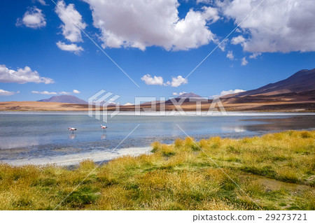 Pink flamingos in altiplano laguna, Bolivia 29273721