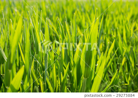 大麥幼葉 29273884