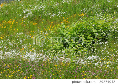 Field of early summer Field of early summer 29274012