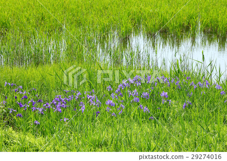Iris 29274016