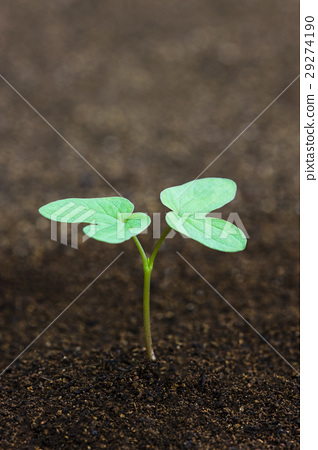 牽牛花和黑土成長過程學校教育科學的子葉 照片素材 圖片 圖庫