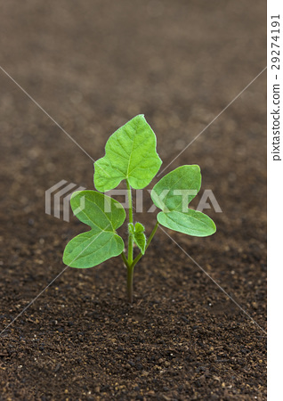 牽牛花和黑土成長過程學校教育科學的子葉 照片素材 圖片 圖庫