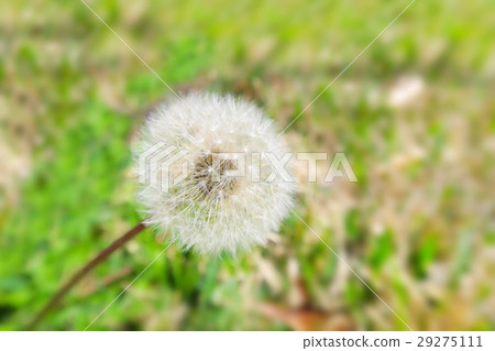 Dandelion fluff Dandelion fluff 29275111