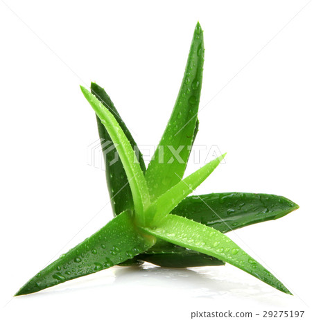 Aloe vera plant 29275197
