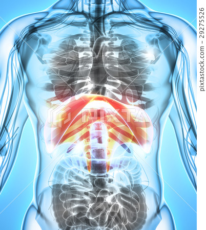 3D illustration of Diaphragm, medical concept. 29275526