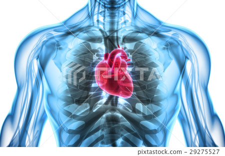 3D illustration of Heart, medical concept. 29275527