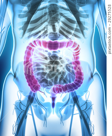 3D illustration of Large Intestine. 29275528