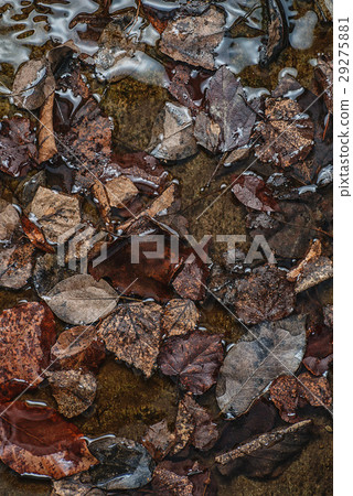 autumn brown leaves texture in water, seasonal wal 29275881