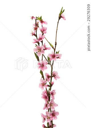Cherry blossom, sakura flowers isolated 29276309