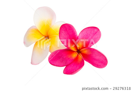 frangipani flower isolated frangipani flower isolated 29276318