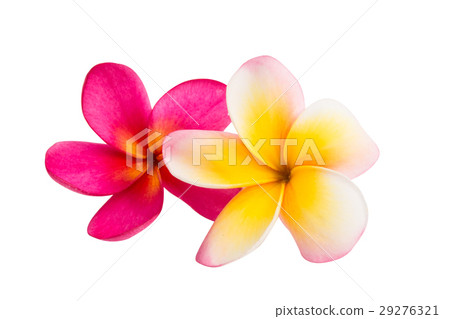 frangipani flower isolated 29276321