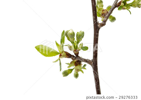 cherry blossom flowers isolated cherry blossom flowers isolated 29276333