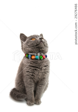 gray kitten isolated gray kitten isolated 29276466