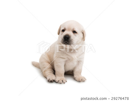 white labrador puppy 29276478