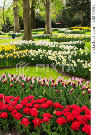 Pink and Red tulips Pink and Red tulips 29276598
