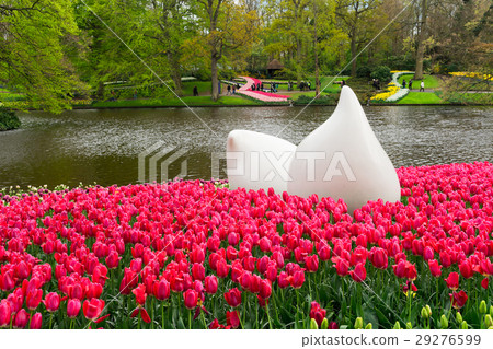 Pink and Red tulips Pink and Red tulips 29276599