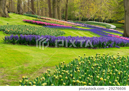 spring flowers in holland garden spring flowers in holland garden 29276606