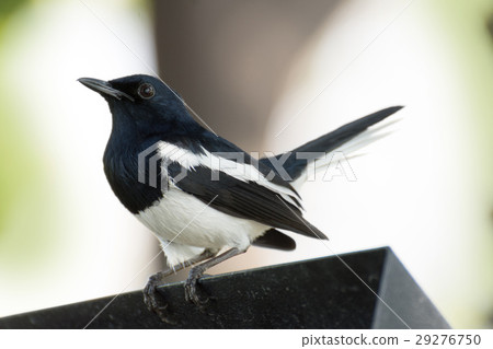 The birds color white and black. 29276750