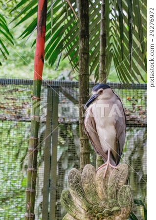 Black-crowned night heron 29276972