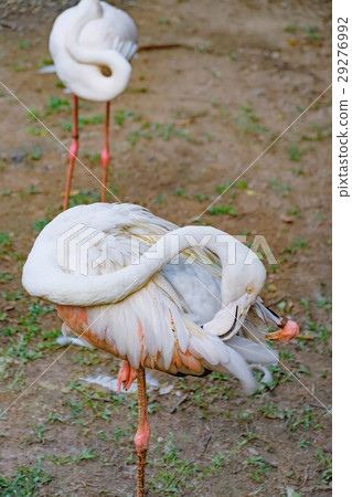 Greater flamingo preening its feathers 29276992