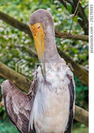 Yellow-billed stork cleans the feathers 29276993