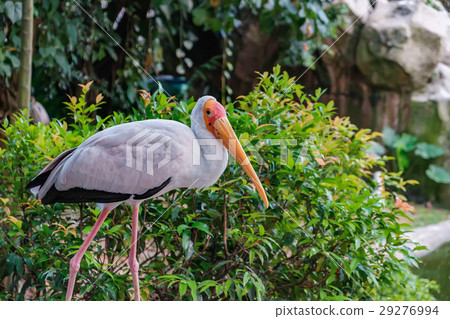 Milky stork resting and looking at the camera 29276994