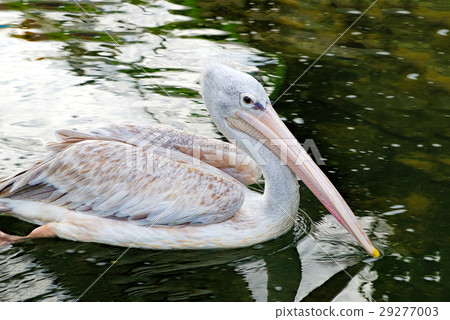 Grey pelican swimming in the pond 29277003