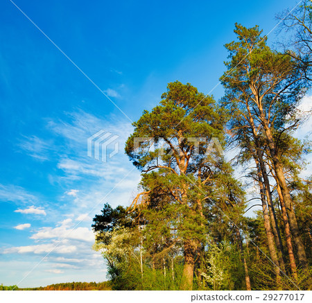 The edge of the spring forest in the evening sun The edge of the spring forest in the evening sun 29277017