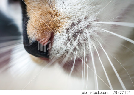 close up of nose and mouth of a cat 29277105