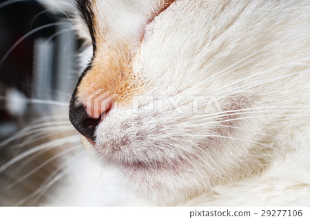 close up of nose and mouth of a cat 29277106