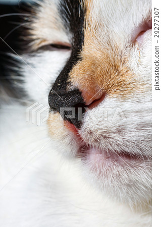 close up of nose and mouth of a cat 29277107