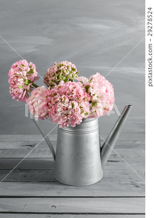 pink persian buttercup flowers. Curly peony pink persian buttercup flowers. Curly peony 29278524