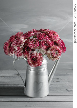 Maroon and white persian buttercup flowers. Curly Maroon and white persian buttercup flowers. Curly 29278527