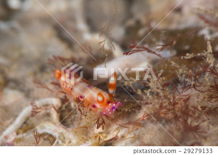 Senten Irushi Senten Irushi 29279133